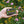 Load image into Gallery viewer, Paper Plane - Herb Garden Rosemary Soap Bar 100% Natural and Vegan