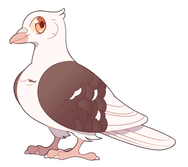Sponsor a pigeon for a month