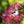 Load image into Gallery viewer, Wooden Pin -Long Tailed Tit