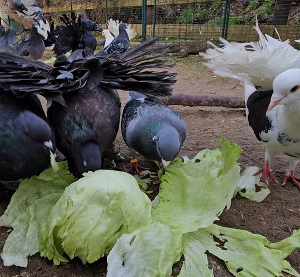 Donate to the Sanctuary