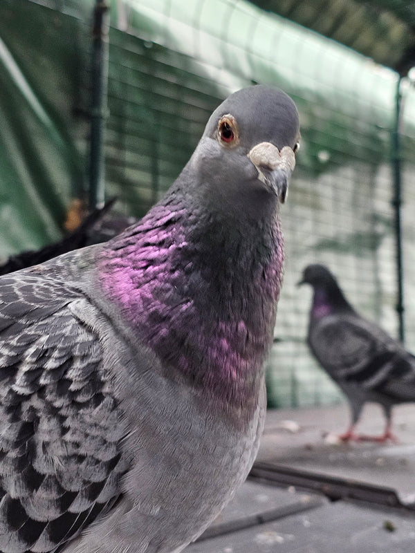 Sponsor a pigeon at Duckingham Palace