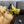 Load image into Gallery viewer, Bare Kind Socks - Bee Socks | Bamboo Socks | Yellow Socks | Meadow Socks
