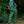 Load image into Gallery viewer, Rebel Romance - RESTOCK PRE ORDER - Rebel Romance Pond Birds Stretch Dungarees

