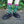 Load image into Gallery viewer, Bare Kind Socks - Fox Socks | Bamboo Socks | Green Socks | Cheeky Socks
