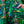 Load image into Gallery viewer, Rebel Romance - RESTOCK PRE ORDER - Rebel Romance Pond Birds Stretch Dungarees
