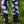 Load image into Gallery viewer, Rebel Romance - Rebel Romance x Abi Perry Bunnies Stretch Dungarees 
