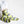 Load image into Gallery viewer, Bare Kind Socks - Seal Socks | Bamboo Socks | Summery Green Socks: UK Adult 4-7 / Single Pair / Seals
