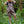 Load image into Gallery viewer, Rebel Romance - Rebel Romance Dinoverse Dungaree Shorts
