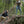 Load image into Gallery viewer, Incognito - Fucking Love It-Woods Women's Socks
