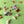 Load image into Gallery viewer, RatBeanKat - Little pigeon loves chips earrings
