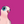 Load image into Gallery viewer, Dove love Pink Coaster - Ellen S Artwork
