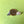 Load image into Gallery viewer, RatBeanKat - Little pigeon loves chips earrings
