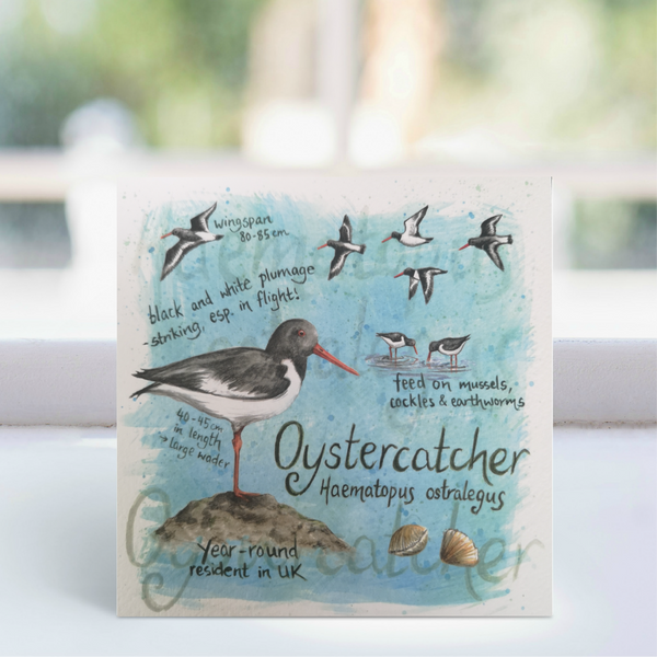 Oystercatcher Greeting Card - Ginger Bee art