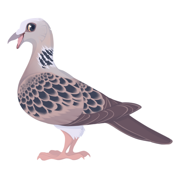 Turtle Dove -  Acrylic Sticker